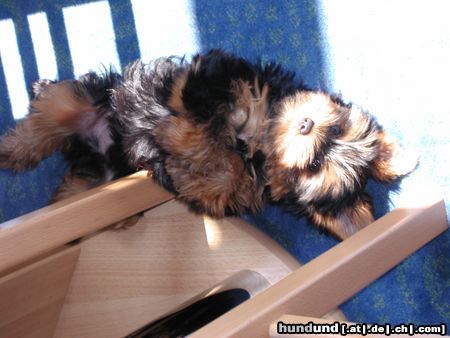 Yorkshire Terrier Hunde Foto 16750 in höherer Auflösung ansehen Yorkshire Terrier Jimmy - voller stolz neu gestylt !