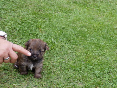 Yorkshire Terrier Hunde Foto 34567 in höherer Auflösung ansehen Yorkshire Terrier