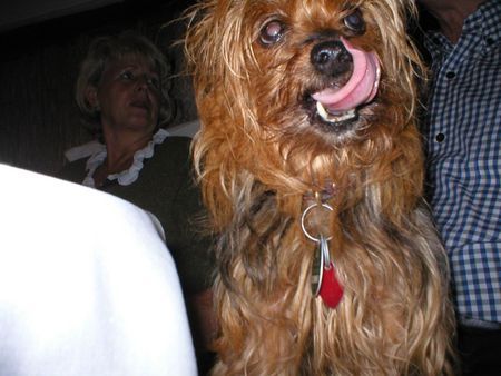 Yorkshire Terrier Hunde Foto 27755 in höherer Auflösung ansehen Yorkshire Terrier Stiene - Gibt´s noch mehr?