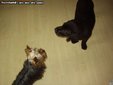 Yorkshire Terrier Hunde Foto 13201 Yorkshire Terrier dandy und nico