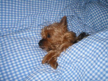 Yorkshire Terrier Hunde Foto 27756 in höherer Auflösung ansehen Yorkshire Terrier Stiene - Hier bin ich am liebsten