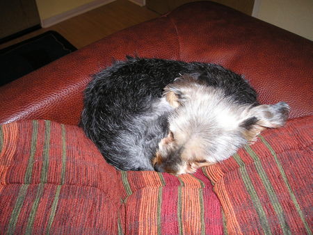 Yorkshire Terrier Hunde Foto 39017 in höherer Auflösung ansehen Yorkshire Terrier unsere Bonny
