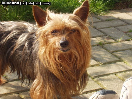 Yorkshire Terrier Hunde Foto 25634 in höherer Auflösung ansehen Yorkshire Terrier Terry