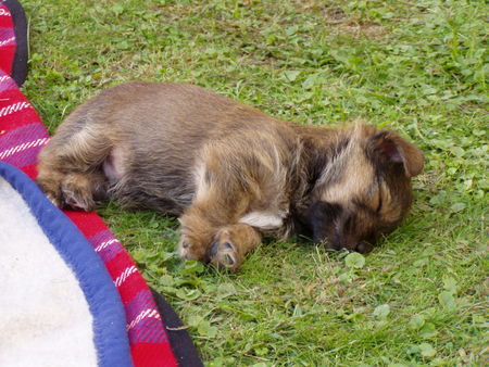 Yorkshire Terrier Hunde Foto 34516 in höherer Auflösung ansehen Yorkshire Terrier Jecky geb.08.08.2006