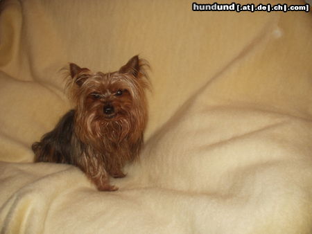 Yorkshire Terrier Hunde Foto 25673 in höherer Auflösung ansehen Yorkshire Terrier Unser Mäuschen