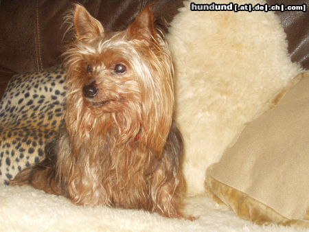 Yorkshire Terrier Hunde Foto 25622 in höherer Auflösung ansehen Yorkshire Terrier Yorkie Terry