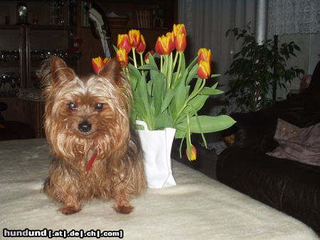 Yorkshire Terrier Hunde Foto 25674 in höherer Auflösung ansehen Yorkshire Terrier Männlein
