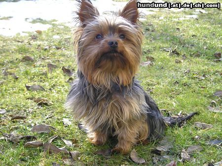 Yorkshire Terrier Hunde Foto 18548 in höherer Auflösung ansehen Yorkshire Terrier