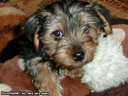 Yorkshire Terrier Hunde Foto 3528 Yorkshire Terrier Giacomo