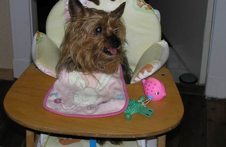 Yorkshire Terrier Hunde Foto 33884 in höherer Auflösung ansehen Yorkshire Terrier Gibt´s jetzt Futter? - Stiene 15 Jahre