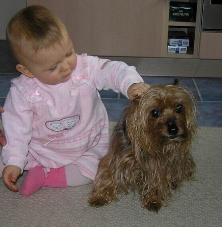 Yorkshire Terrier Hunde Foto 33886 in höherer Auflösung ansehen Yorkshire Terrier Laura und Stiene