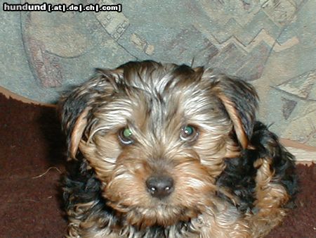 Yorkshire Terrier Hunde Foto 3527 Yorkshire Terrier Giacomo