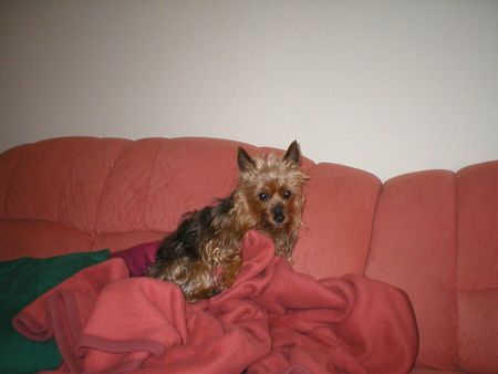 Yorkshire Terrier Hunde Foto 27761 in höherer Auflösung ansehen Yorkshire Terrier Stiene
