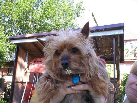 Yorkshire Terrier Hunde Foto 27764 in höherer Auflösung ansehen Yorkshire Terrier Stiene - Ich ess Blumen