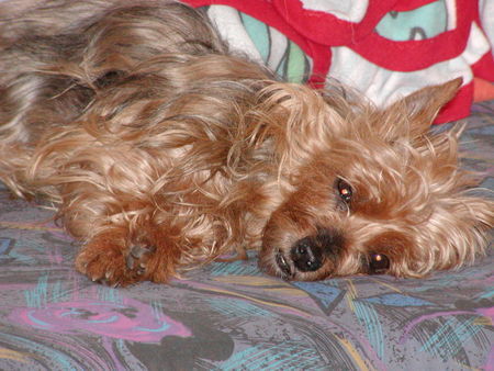 Yorkshire Terrier Hunde Foto 33887 in höherer Auflösung ansehen Yorkshire Terrier Ich mach mal Pause - Stiene