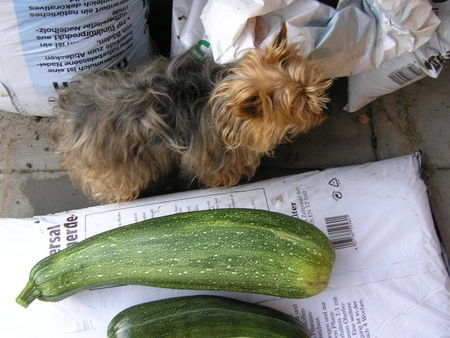 Yorkshire Terrier Hunde Foto 33888 in höherer Auflösung ansehen Yorkshire Terrier Immer diese Vergleiche! - Stiene