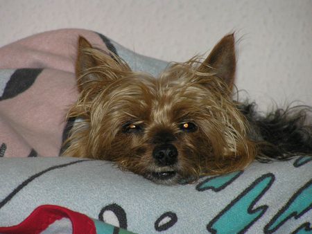 Yorkshire Terrier Hunde Foto 28746 in höherer Auflösung ansehen Yorkshire Terrier Stiene 14 J.