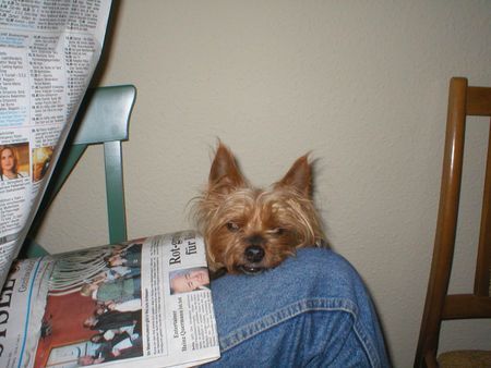 Yorkshire Terrier Hunde Foto 28747 in höherer Auflösung ansehen Yorkshire Terrier Stiene - lesen macht müde