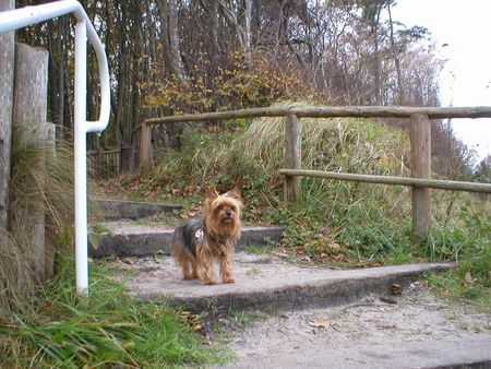 Yorkshire Terrier Hunde Foto 33889 in höherer Auflösung ansehen Yorkshire Terrier Stiene auf dem Weg zum Strand