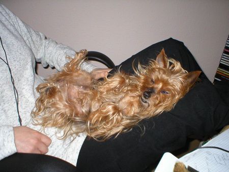 Yorkshire Terrier Hunde Foto 33891 in höherer Auflösung ansehen Yorkshire Terrier Ich schlaf in allen Lebenslagen - Stiene