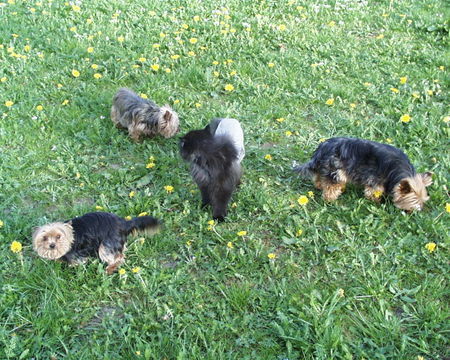 Yorkshire Terrier Hunde Foto 39323 in höherer Auflösung ansehen Yorkshire Terrier drei unserer yorkies mit ihrem freund mohrle (perserkater)