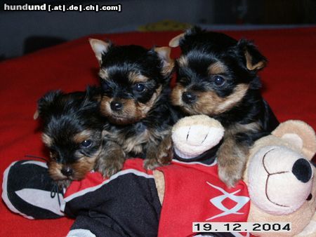 Yorkshire Terrier Hunde Foto 17232 in höherer Auflösung ansehen Yorkshire Terrier G-Wurf Mighty Heroes