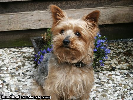 Yorkshire Terrier Hunde Foto 12816 Yorkshire Terrier Einstein unser Bester