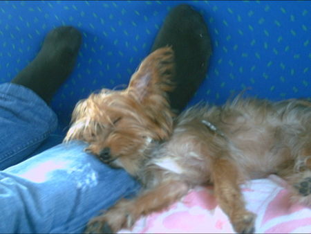 Yorkshire Terrier Hunde Foto 34133 in höherer Auflösung ansehen Yorkshire Terrier zina beim schlafen..