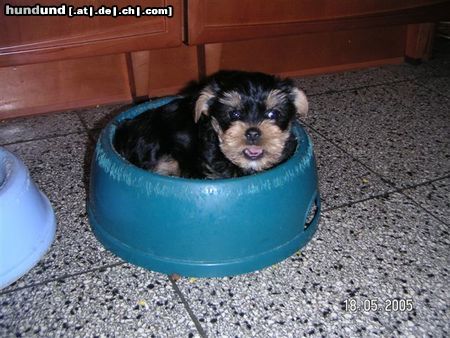 Yorkshire Terrier Hunde Foto 21822 in höherer Auflösung ansehen Yorkshire Terrier