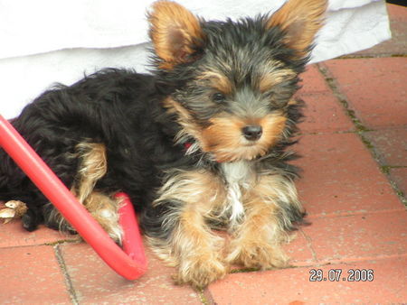Yorkshire Terrier Hunde Foto 33674 in höherer Auflösung ansehen Yorkshire Terrier frech , intelligent und schnell
