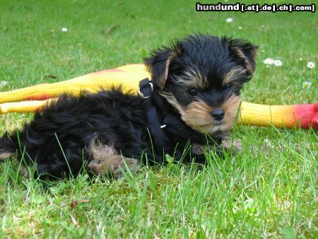 Yorkshire Terrier Hunde Foto 22250 Yorkshire Terrier SAMMY MIT 10 WOCHEN