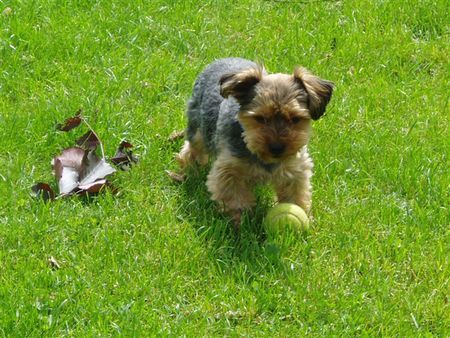 Yorkshire Terrier Hunde Foto 43618 Yorkshire Terrier