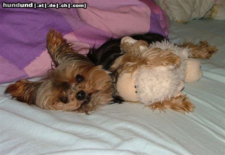 Yorkshire Terrier Hunde Foto 22826 Yorkshire Terrier Polly und das Schäfchen