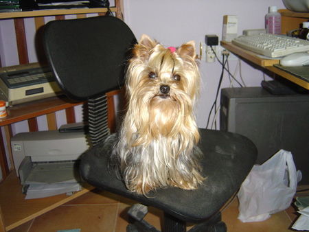 Yorkshire Terrier Hunde Foto 35283 Yorkshire Terrier