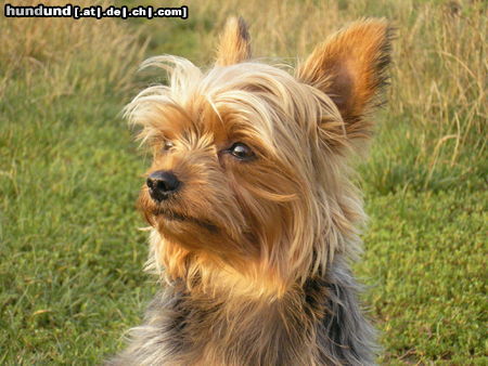 Yorkshire Terrier Hunde Foto 24682 in höherer Auflösung ansehen Yorkshire Terrier Wachhund Rex