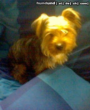 Yorkshire Terrier Hunde Foto 14775 in höherer Auflösung ansehen Yorkshire Terrier Un saludo desde España