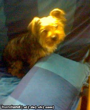 Yorkshire Terrier Hunde Foto 14776 in höherer Auflösung ansehen Yorkshire Terrier Un saludo desde España
