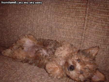 Yorkshire Terrier Hunde Foto 7782 Yorkshire Terrier Rudi auf Sofa