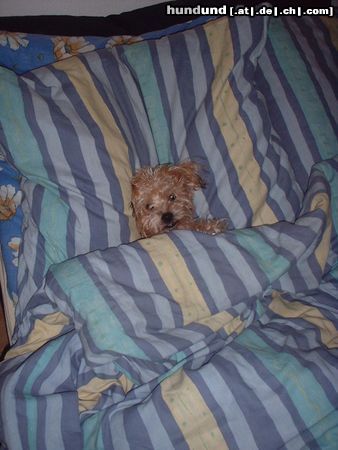 Yorkshire Terrier Hunde Foto 7781 Yorkshire Terrier Rudi im Bett