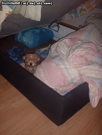 Yorkshire Terrier Hunde Foto 7783 Yorkshire Terrier Rudi auf Sofa
