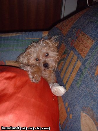 Yorkshire Terrier Hunde Foto 7780 Yorkshire Terrier Rudi mit krankem Pfötchen