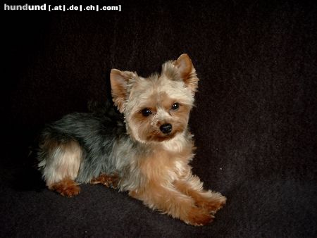 Yorkshire Terrier Hunde Foto 6716 Yorkshire Terrier Sophie
