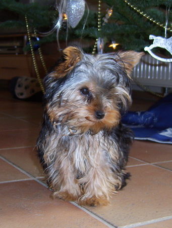 Yorkshire Terrier Hunde Foto 38446 in höherer Auflösung ansehen Yorkshire Terrier KESSY