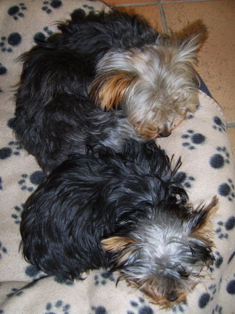 Yorkshire Terrier Hunde Foto 38447 in höherer Auflösung ansehen Yorkshire Terrier Synchron-Schlafen