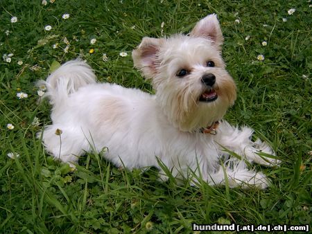 Yorkshire Terrier Hunde Foto 23945 in höherer Auflösung ansehen Yorkshire Terrier Unsere kleine Gipsy mit 7 Monaten