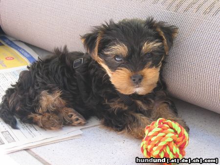 Yorkshire Terrier Hunde Foto 21821 Yorkshire Terrier sammy mit 8 wochen