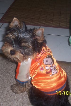 Yorkshire Terrier Hunde Foto 33040 Yorkshire Terrier Sammy ist müde