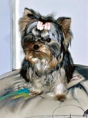 Yorkshire Terrier Hunde Foto 40578 in höherer Auflösung ansehen Yorkshire Terrier Unsere Casey