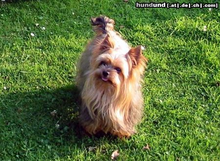 Yorkshire Terrier Hunde Foto 8265 Yorkshire Terrier Shadow geht auf Erkundungstour
