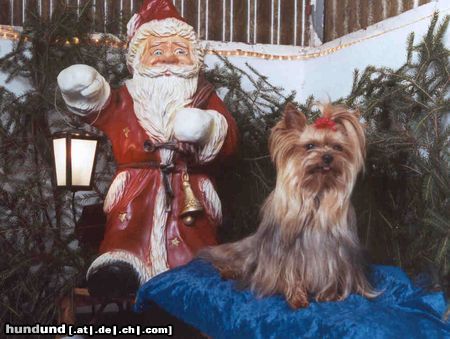 Yorkshire Terrier Hunde Foto 7774 Yorkshire Terrier Shadow und der Weihnachtsmann